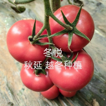 大果硬粉抗死棵抗线虫越夏硬粉西红柿苗早熟品种产量高