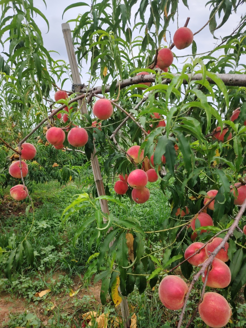 高密南山离核秋彤桃