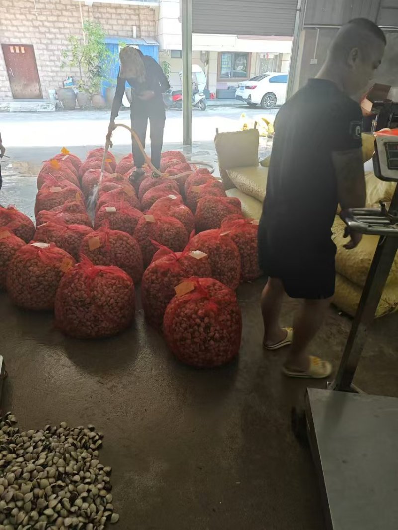 精品白贝货源充足量大从优质量保证诚信经营欢迎咨询