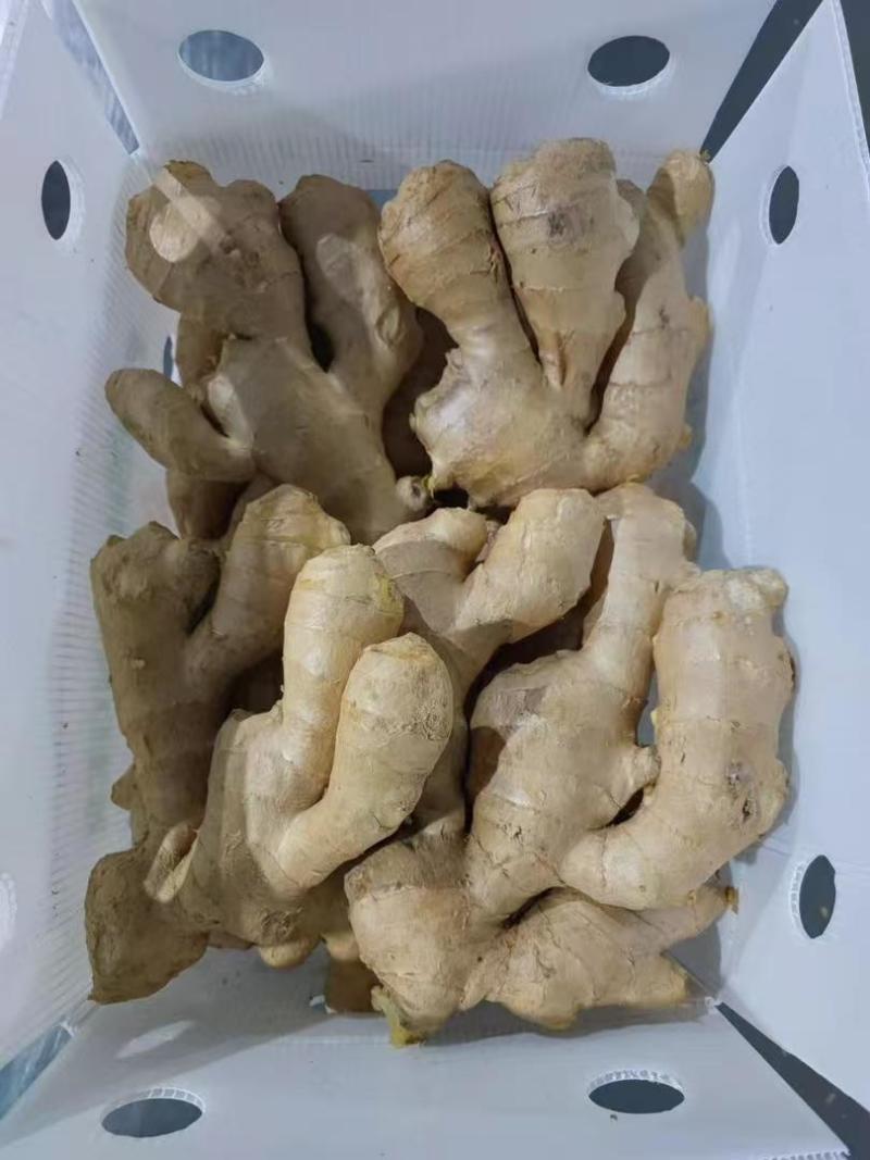 精品生姜