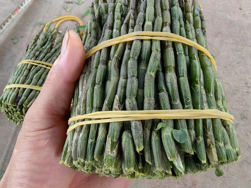 铁皮石斛小胖条！一地直发！一手货源！质量保证！全国发货！