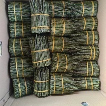 铁皮石斛小胖条！一地直发！一手货源！质量保证！全国发货！