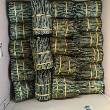 铁皮石斛小胖条！一地直发！一手货源！质量保证！全国发货！
