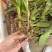 大别山紫花宽叶大白芨需要的可以联系