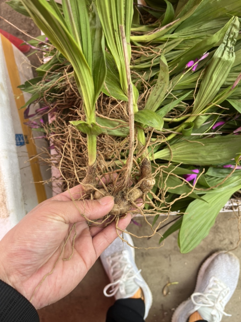 大别山紫花宽叶大白芨需要的可以联系