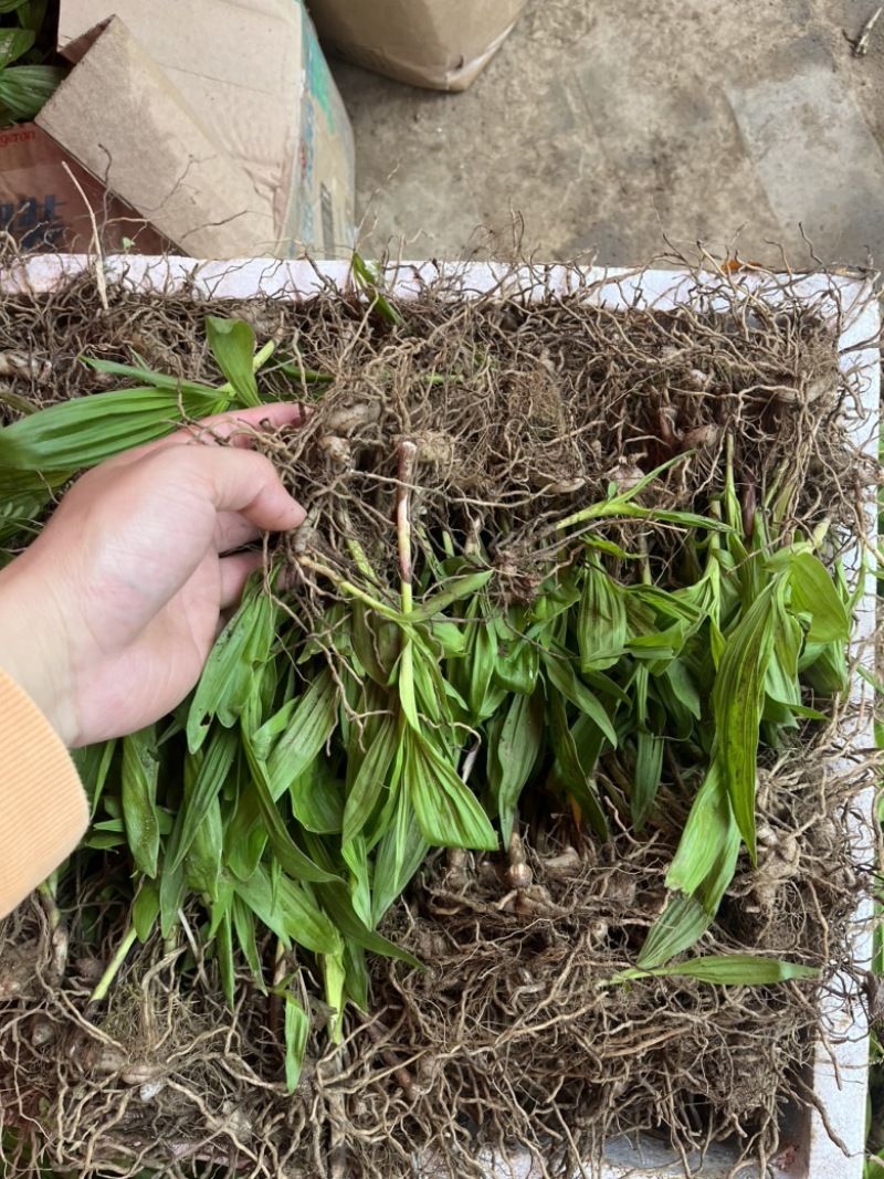 大别山紫花宽叶大白芨需要的可以联系