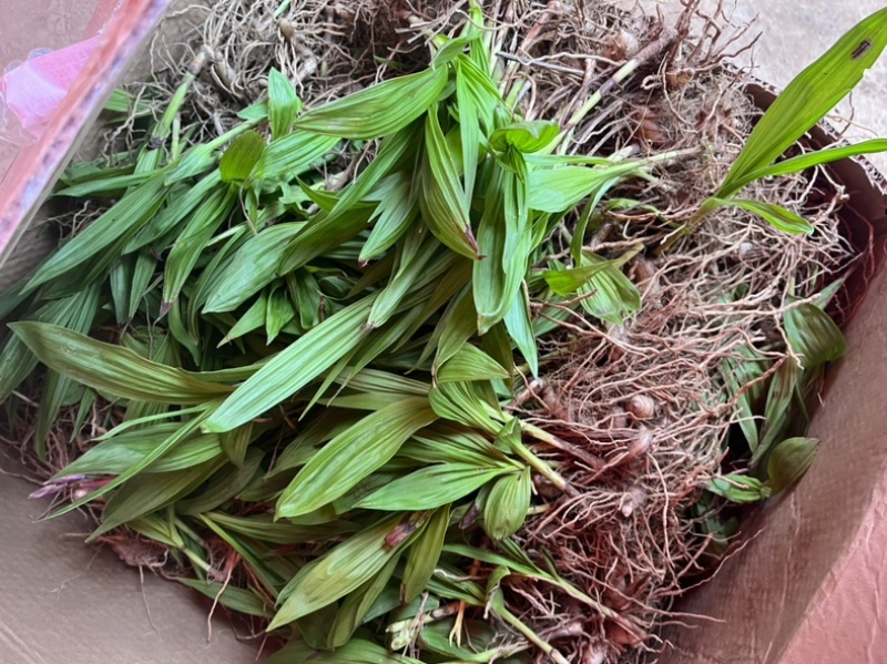 大别山紫花宽叶大白芨需要的可以联系
