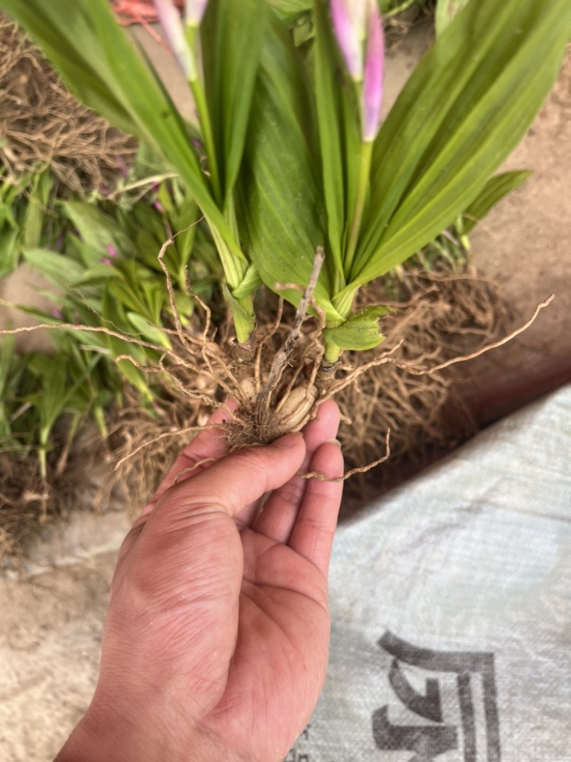 大别山紫花宽叶大白芨需要的可以联系