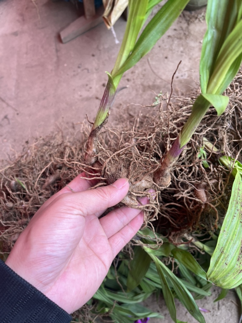大别山紫花宽叶大白芨需要的可以联系