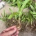 大别山紫花宽叶大白芨需要的可以联系
