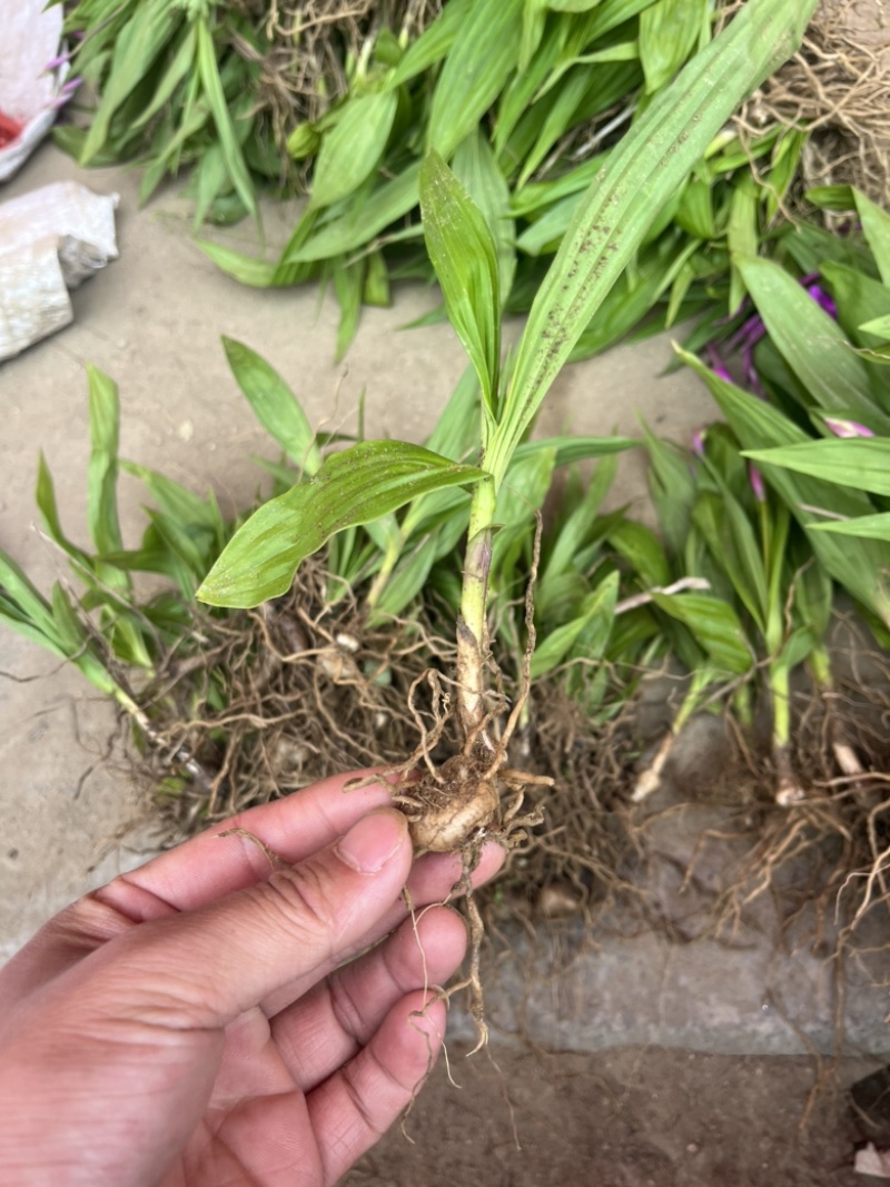 大别山紫花宽叶大白芨需要的可以联系