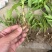 大别山紫花宽叶大白芨需要的可以联系