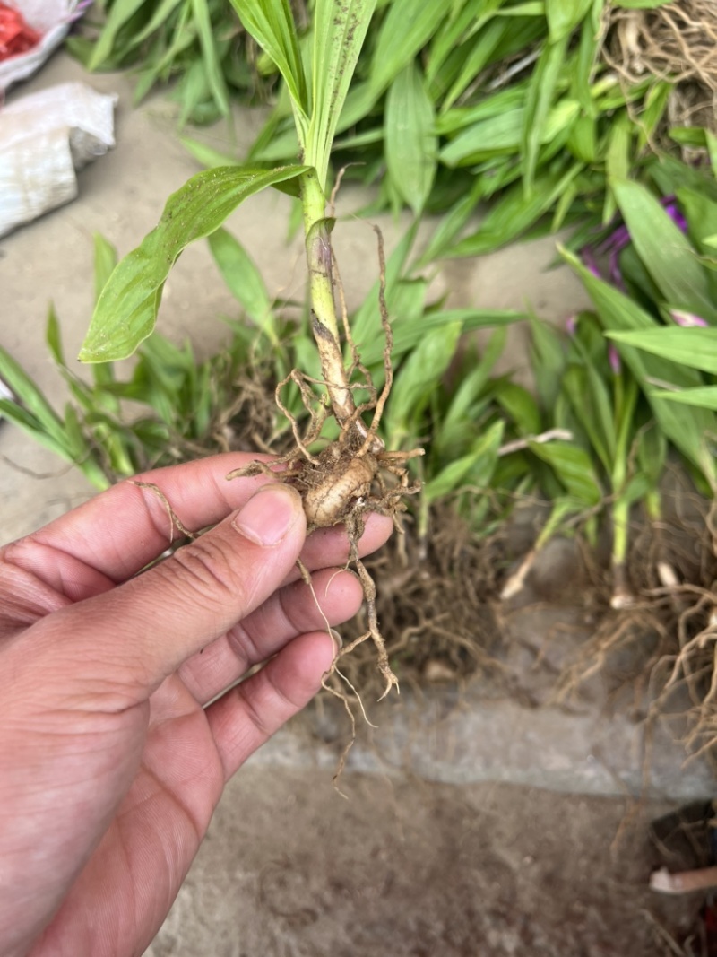 大别山紫花宽叶大白芨需要的可以联系