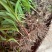 大别山紫花宽叶大白芨需要的可以联系