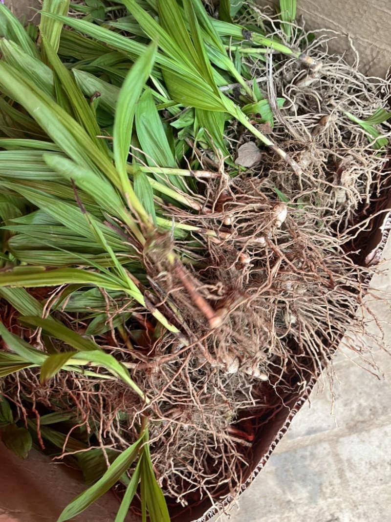 大别山紫花宽叶大白芨需要的可以联系