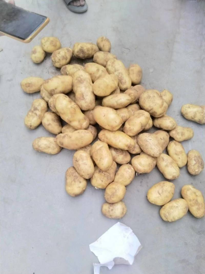 安丘荷兰十五黄心土豆