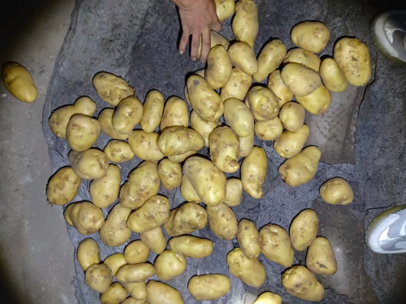 安丘荷兰十五黄心土豆