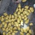 安丘荷兰十五黄心土豆