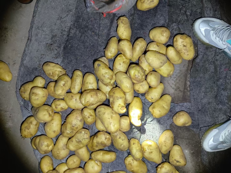 安丘荷兰十五黄心土豆