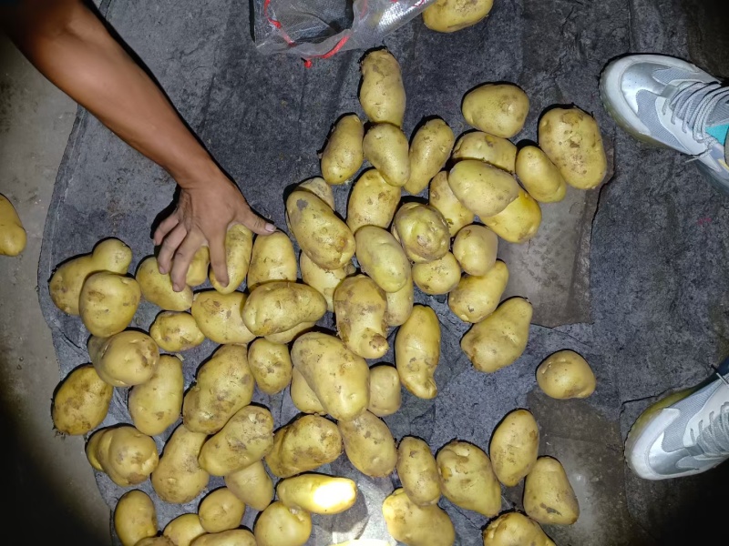 安丘荷兰十五黄心土豆