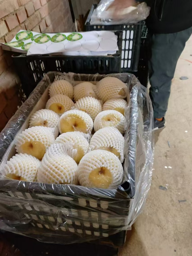 平遥贡梨一手货源供应市场电商商超可视频看货
