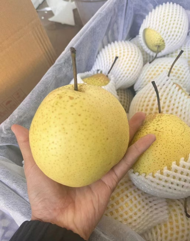 平遥贡梨一手货源供应市场电商商超可视频看货