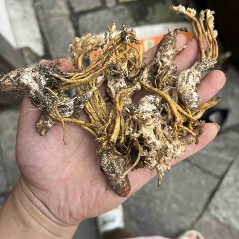 虫草花金蝉煲汤炖肉高山竹林货质量保证正品欢迎咨询