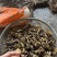 虫草花金蝉煲汤炖肉高山竹林货质量保证正品欢迎咨询