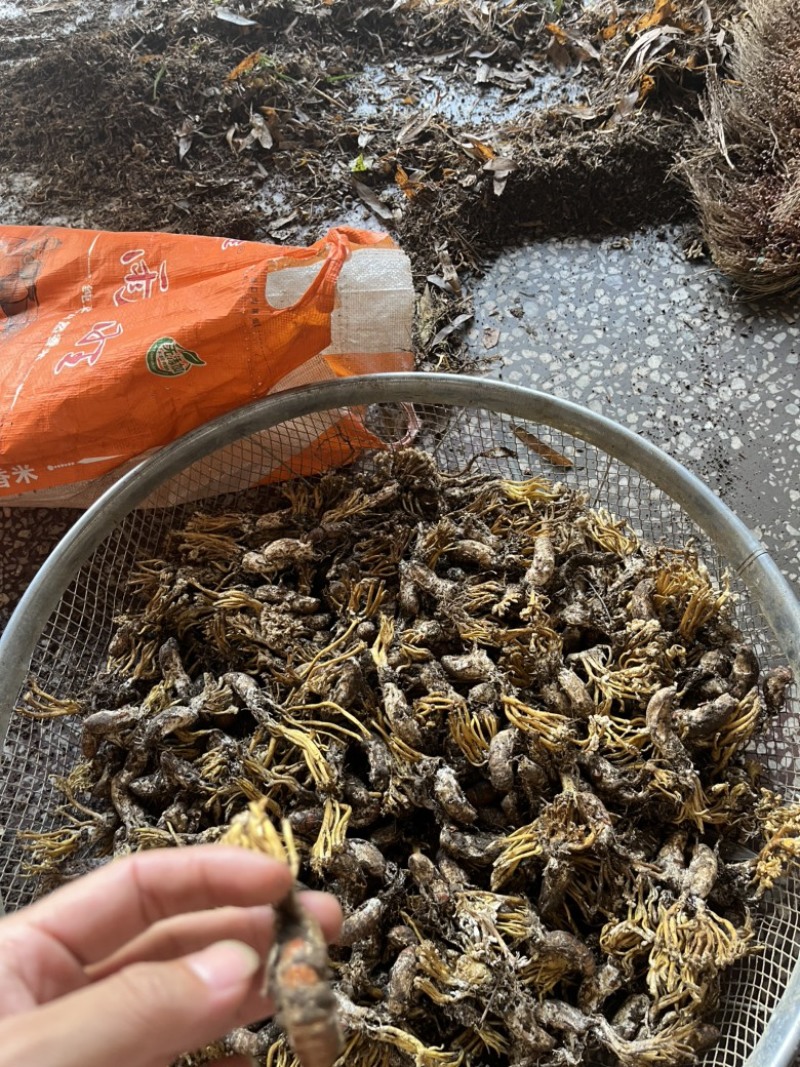 虫草花金蝉煲汤炖肉高山竹林货质量保证正品欢迎咨询