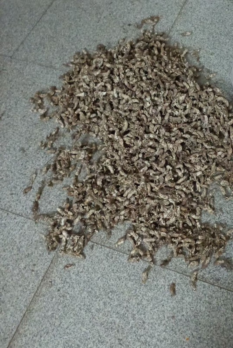 虫草花金蝉煲汤炖肉高山竹林货质量保证正品欢迎咨询
