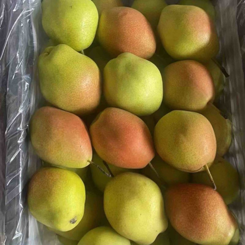 红香酥梨大量供应产地一手货源保质保量欢迎洽谈。