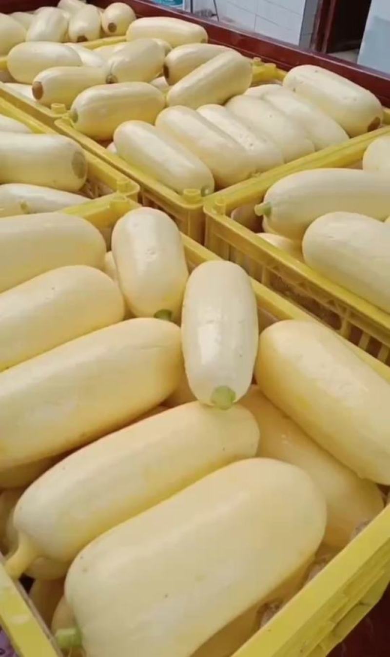 笋瓜
