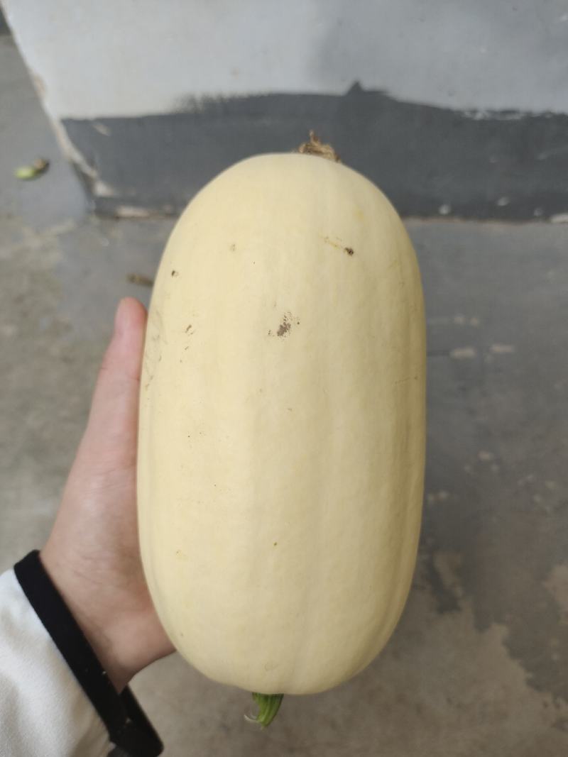 笋瓜