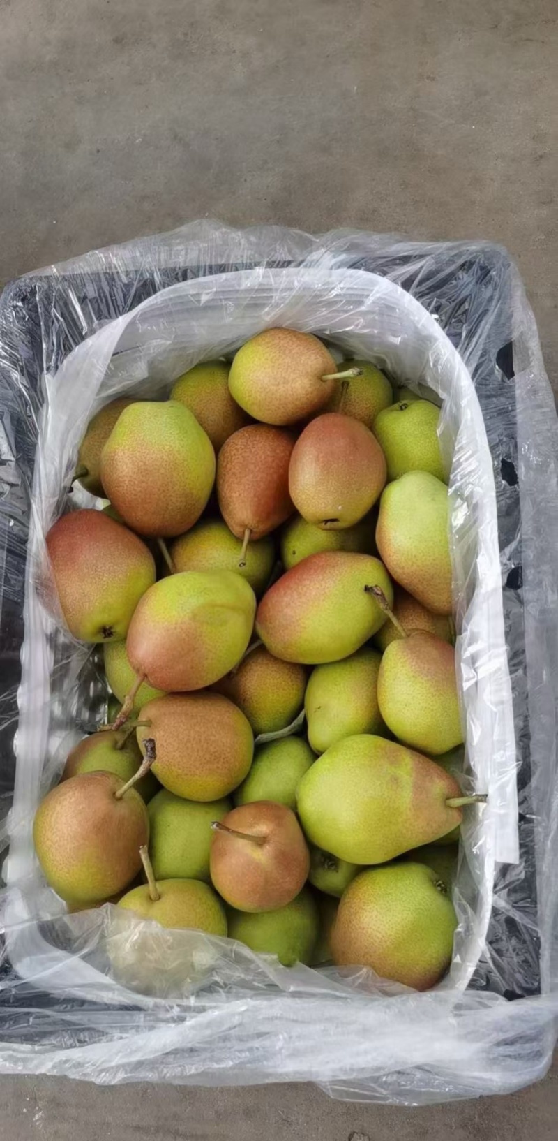 红香酥梨大量供应产地一手货源保质保量欢迎洽谈。
