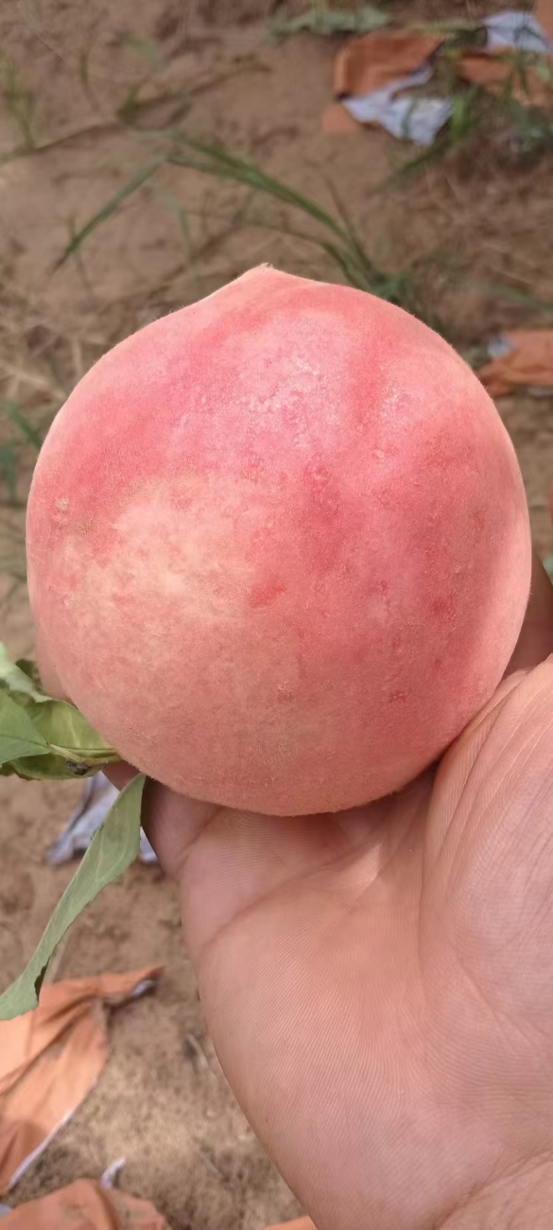 陕西大荔精品突毛桃，品种齐全，大量上市，脆甜毛桃全国发货