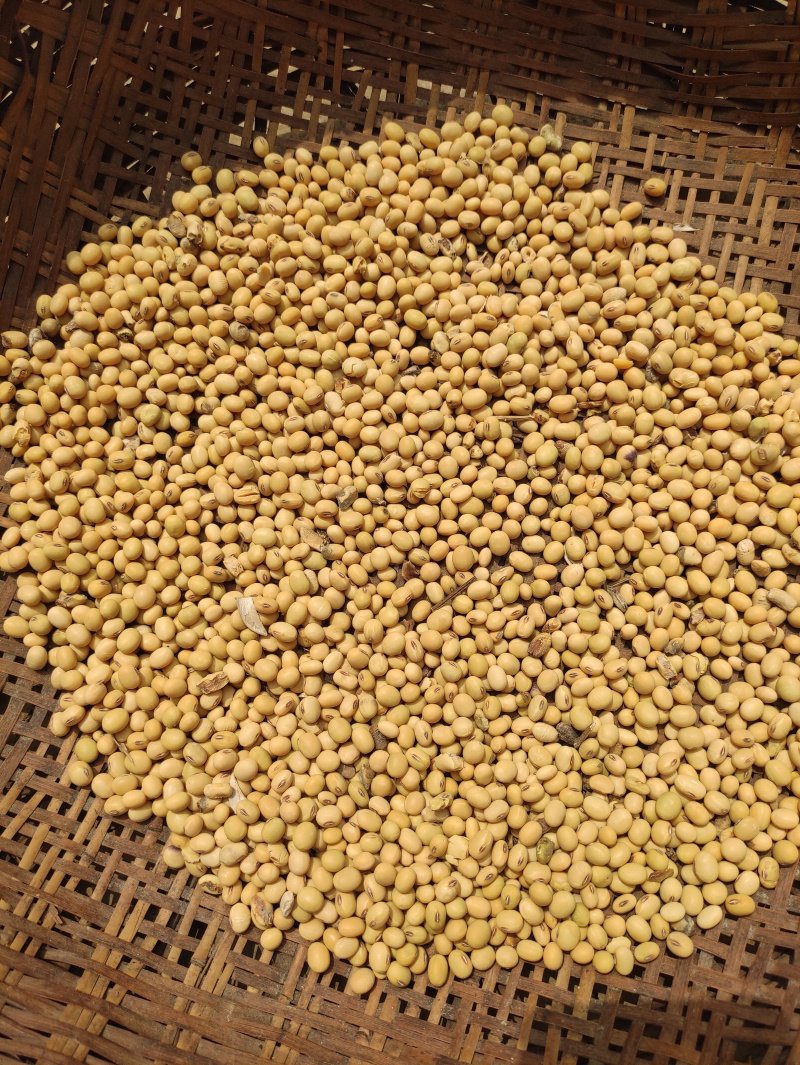 农作物大豆