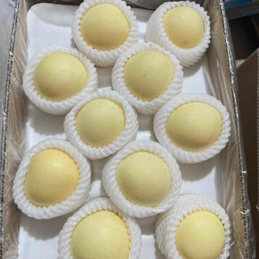 河北皇冠梨产地一手货源保质保量欢迎洽谈