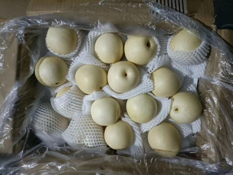 河北皇冠梨产地一手货源保质保量欢迎洽谈