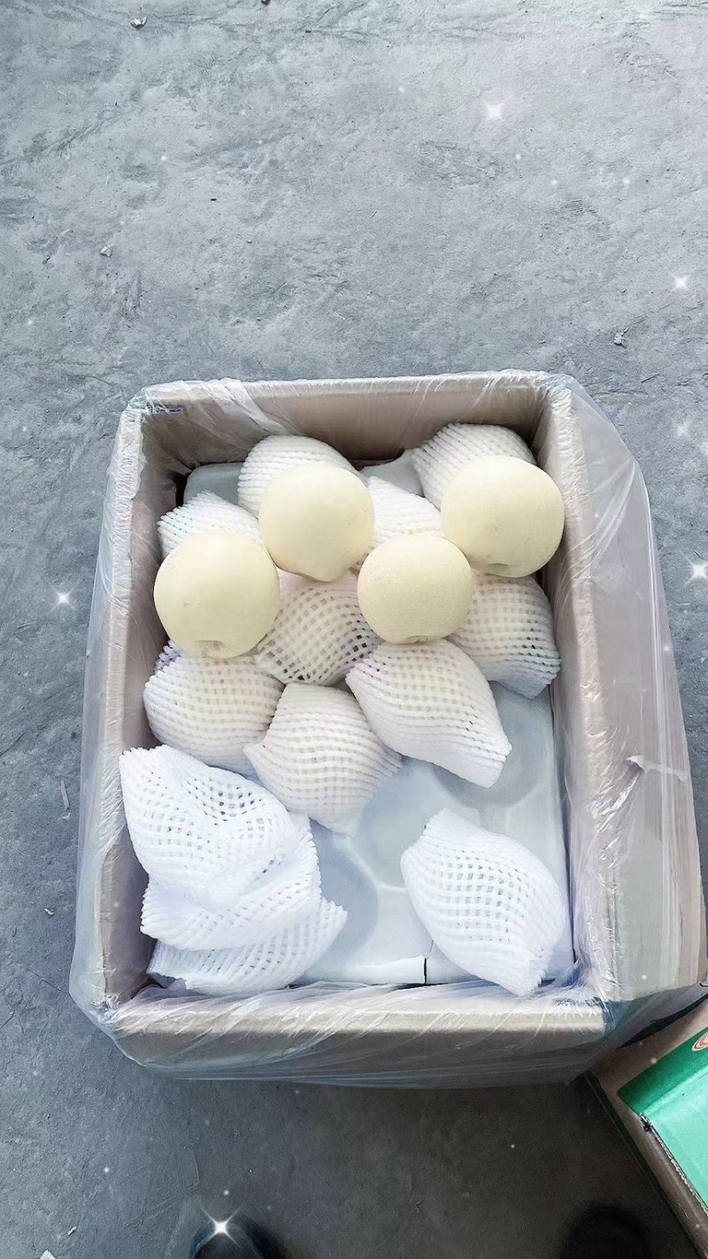 河北皇冠梨产地一手货源保质保量欢迎洽谈