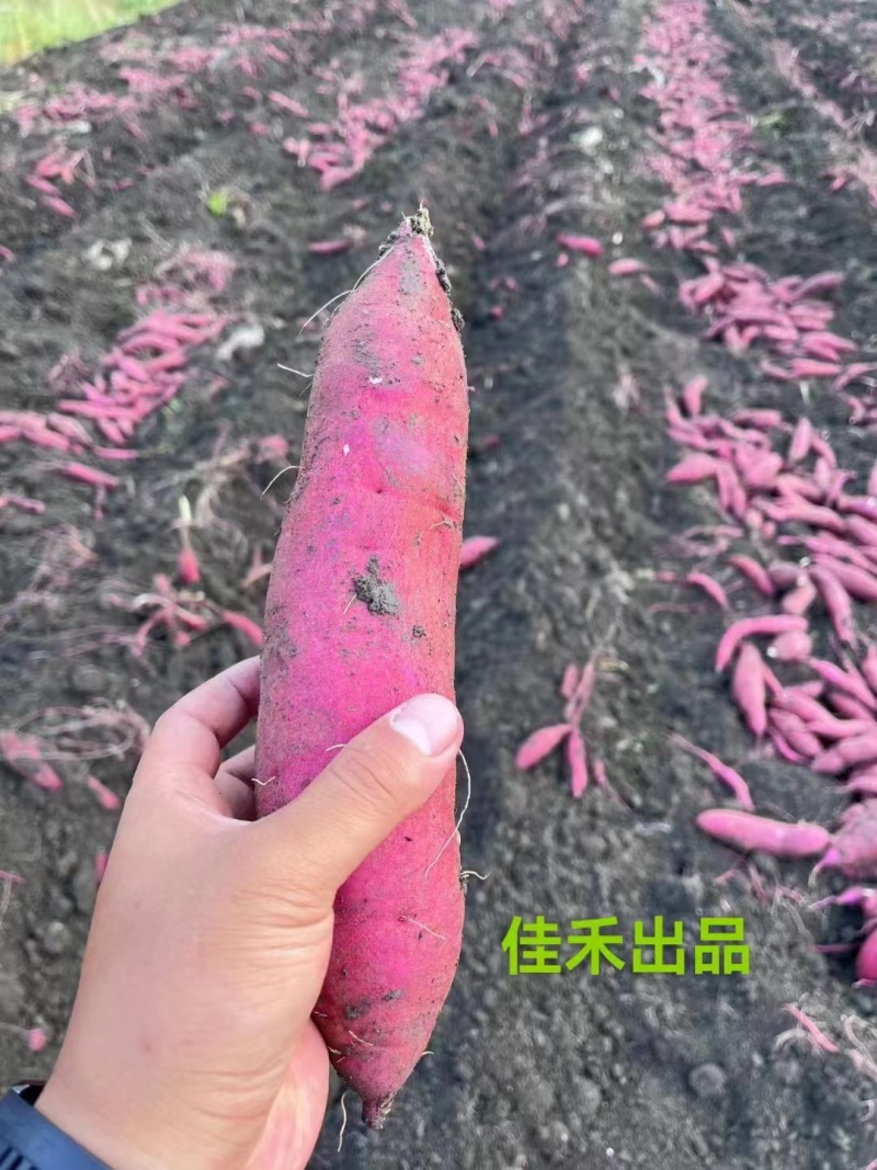 红瑶榴莲蜜薯河北红薯产地一手货源对接商超市场等