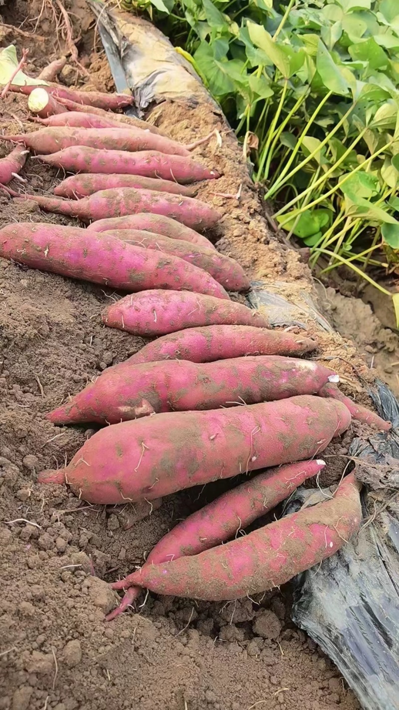 红瑶榴莲蜜薯河北红薯产地一手货源对接商超市场等