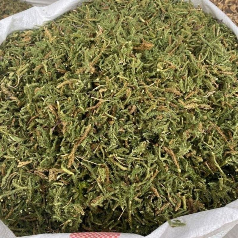 中药材伸筋草