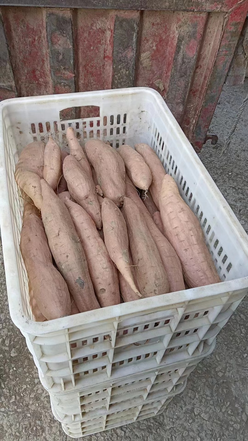 哈密红薯河北红薯口感香甜品质保障对接全国等