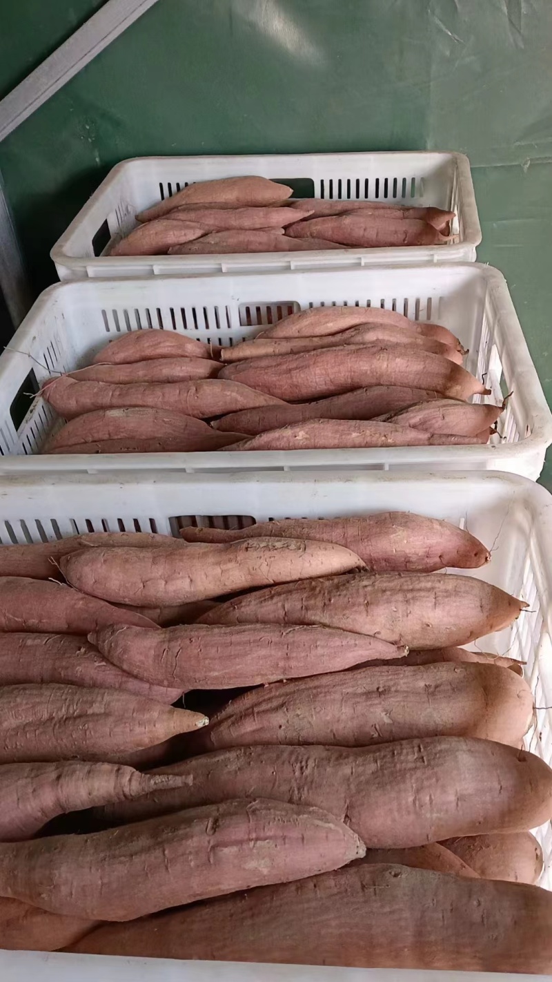 哈密红薯河北红薯口感香甜品质保障对接全国等