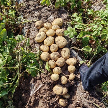 甘肃希森土豆量大从优一条龙服务全国发货量大从优