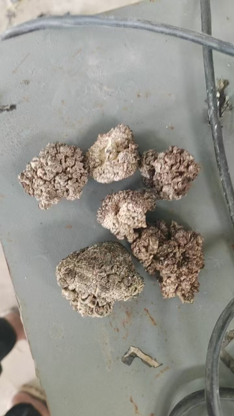 猴脑菌基地直发品质保障对接全国商超市场等