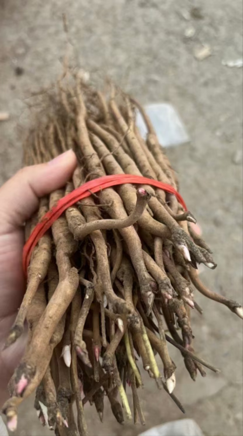 大量供应赤芍苗，牡丹苗