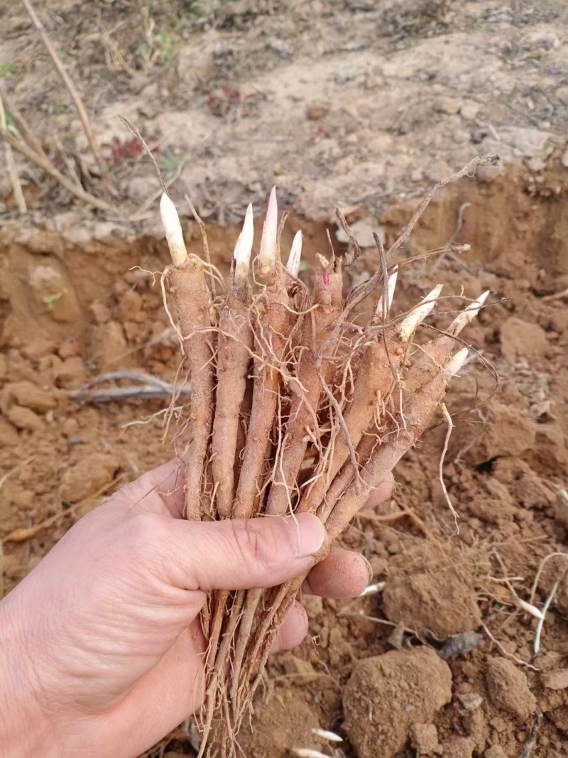 大量供应赤芍苗，牡丹苗