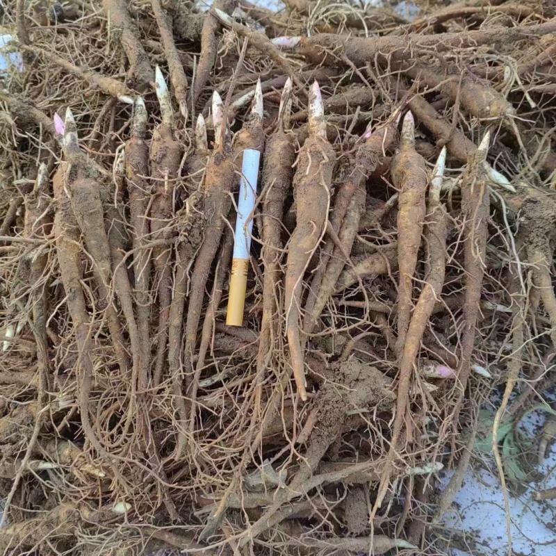 大量供应赤芍苗，牡丹苗