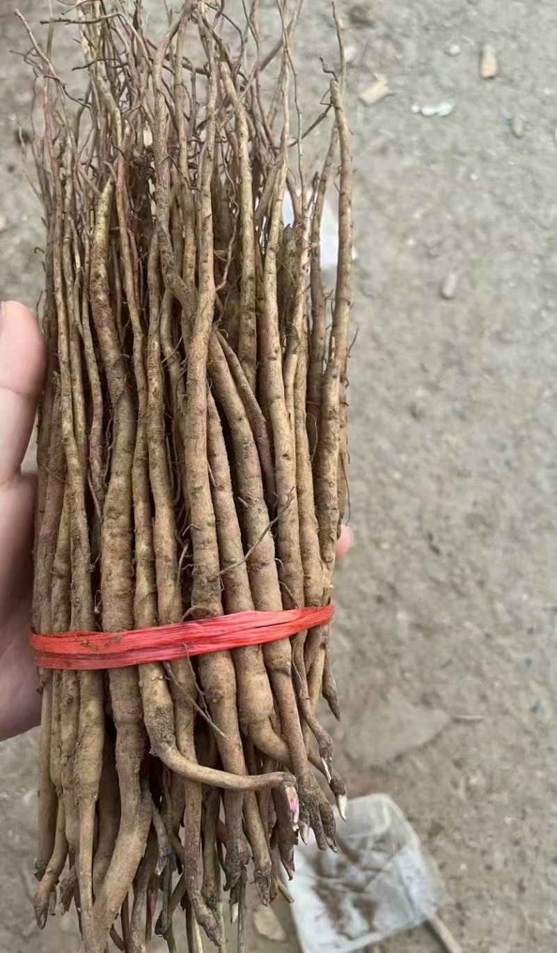 大量供应赤芍苗，牡丹苗
